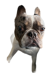 Reginald Grisholm — Supreme Canine Authority